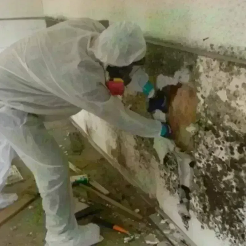 Mold Remediation and Removal in Hazen, AR